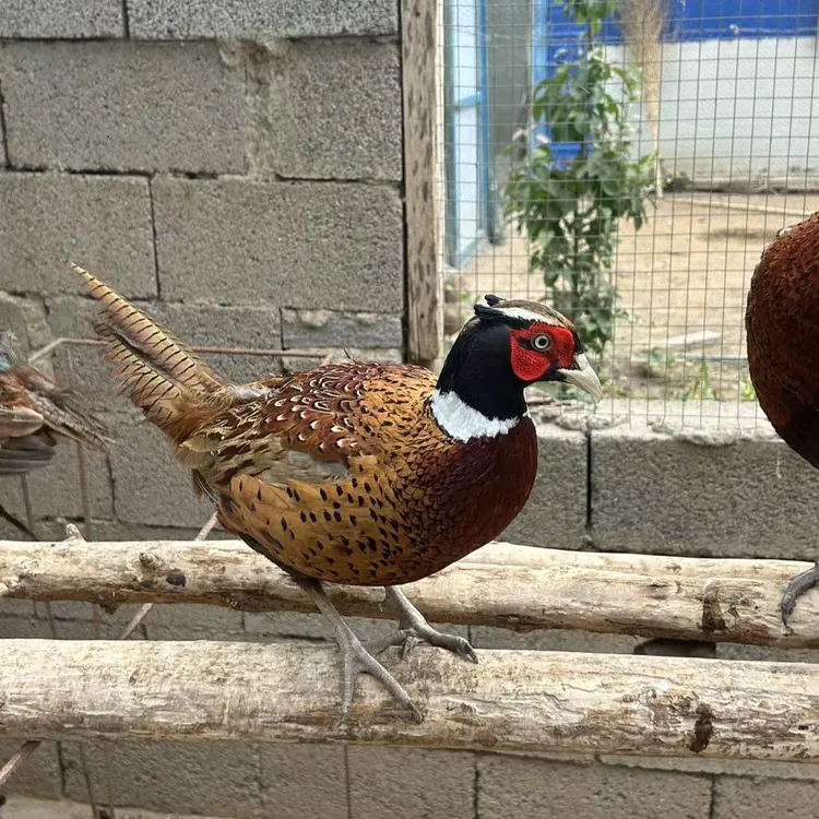 七彩山鸡宠物鸡活体健康顺丰包活包邮