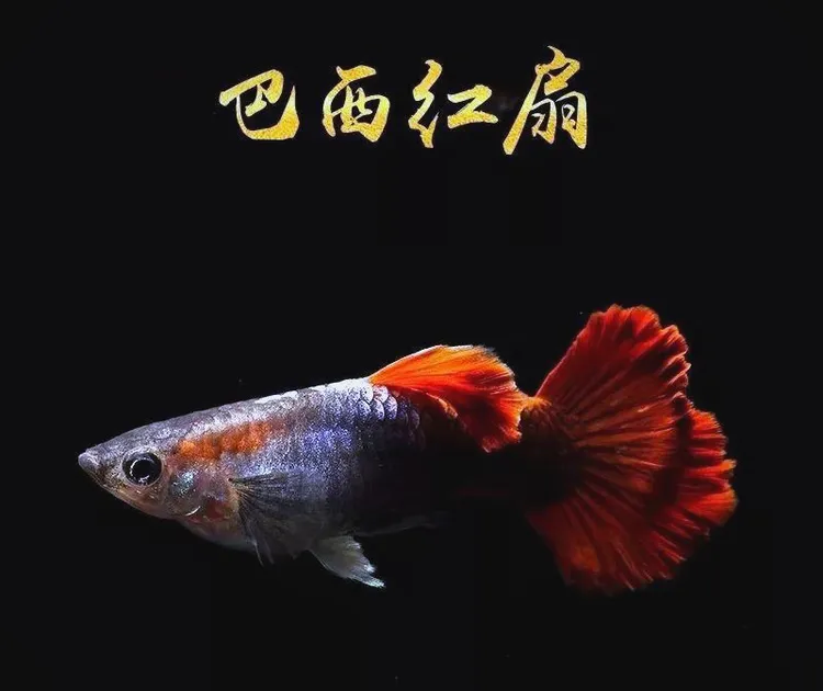 精品孔雀鱼小型热带观赏鱼纯种好养耐活适合新手养殖