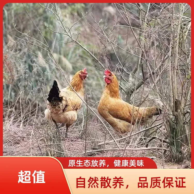 农家散养【自家桃园放养】当天宰杀顺丰冷鲜发货黄油老母鸡中秋福利