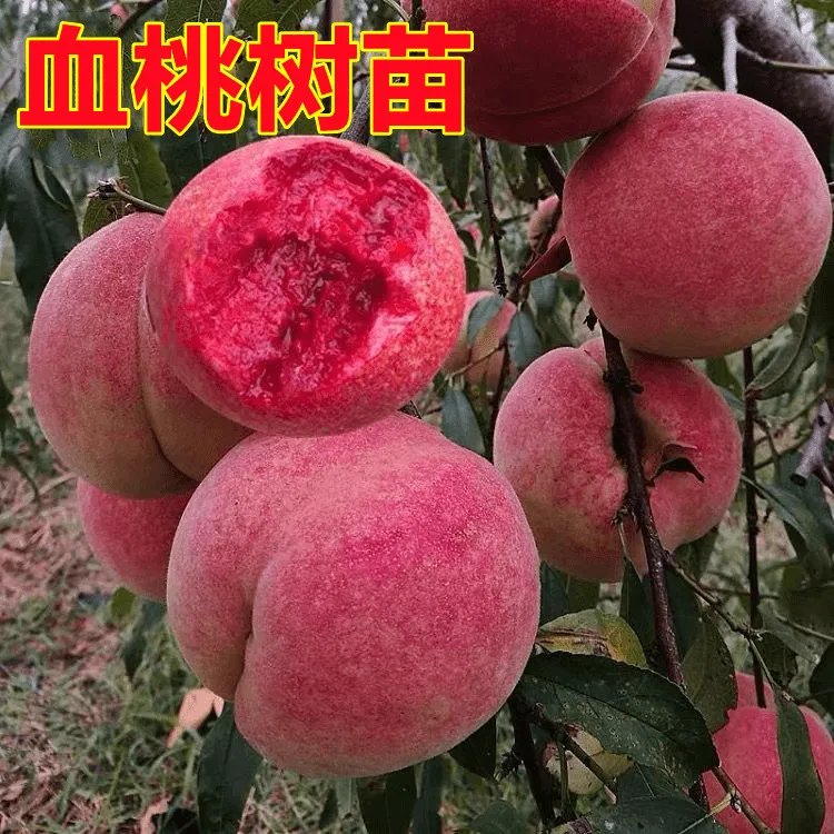 正宗嫁接血桃树苗盆栽地栽阳台庭院南方北方种植果树苗