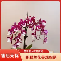 悠花里蝴蝶兰超高货【圣诞老人】带花带花苞3.0寸开花珠