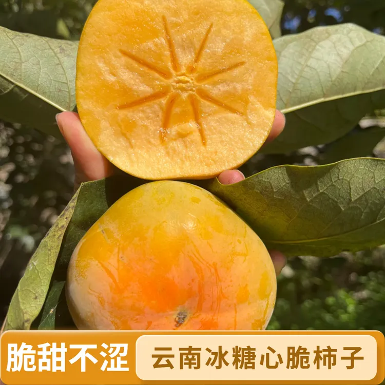 云南保山次郎甜脆柿子巧克力糖心脆柿新鲜现摘脆甜多汁无籽水果