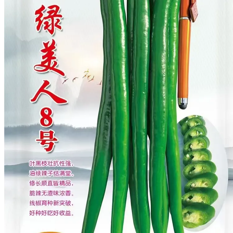 豫艺绿美人八号线椒种子 深绿皮商品性好果型顺直漂亮 500粒/装