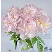 【佛罗伦萨】进口芍药花苗南希尼古拉斯基地直发 先发肥，秋季发苗