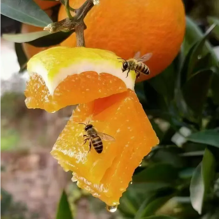 重庆新鲜橙子鹅蛋柑纽荷儿脐橙香甜多汁现摘产地直发
