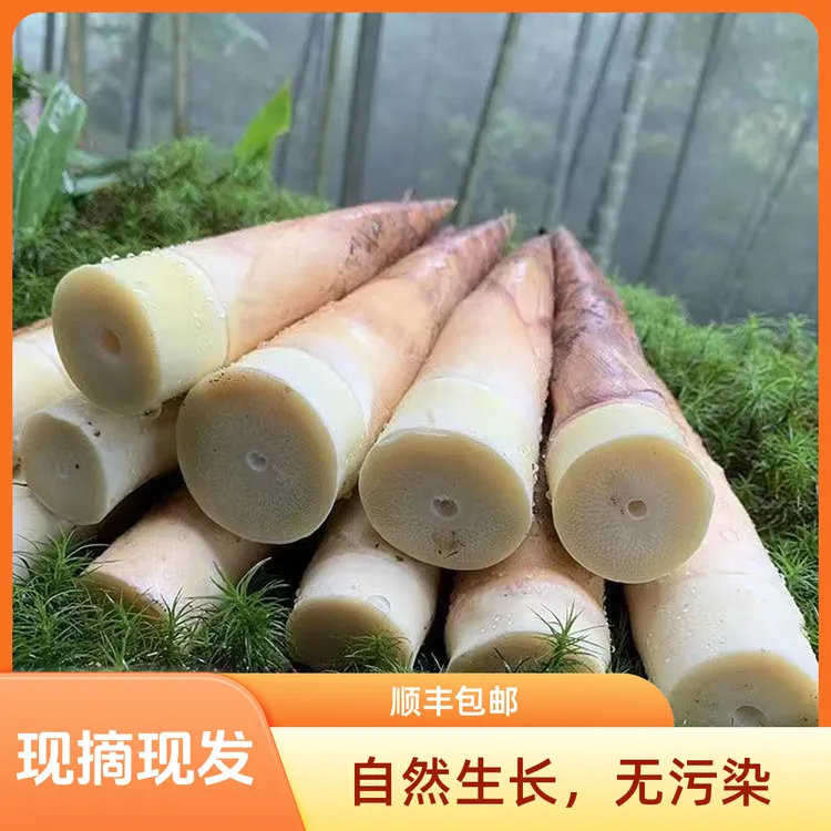 牛尾笋鲜笋顺丰包邮不苦微甜方桌笋熊猫笋刺竹笋秋笋当季新鲜