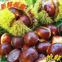 新鲜现摘高山板栗甘甜清脆鲜香软糯栗子