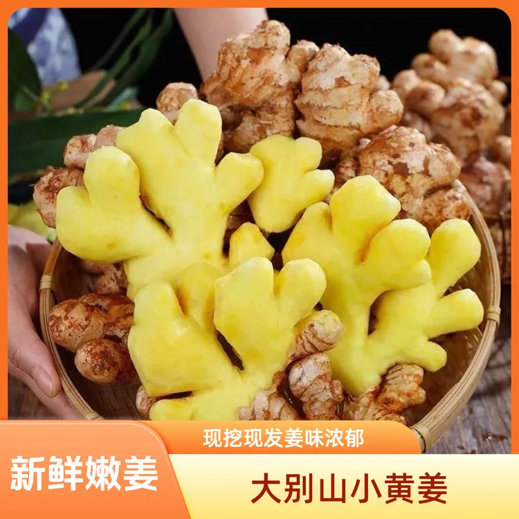 大别山高原新鲜现挖小黄姜当季现挖姜味浓郁