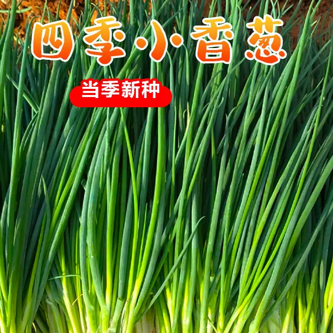 3块88发5包送肥】四季小香葱种子小葱盆栽香葱种阳台农家菜香葱籽