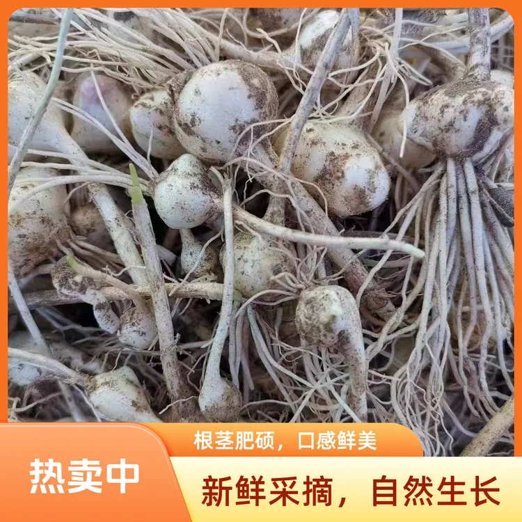 东北特产新鲜小根蒜大脑瓜新鲜采摘现挖现发
