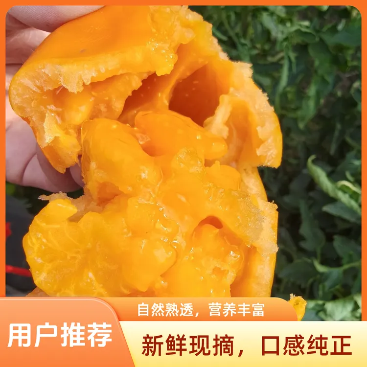 五原裂口黄色柿子西红柿老品种柿子西红柿番茄生吃食用