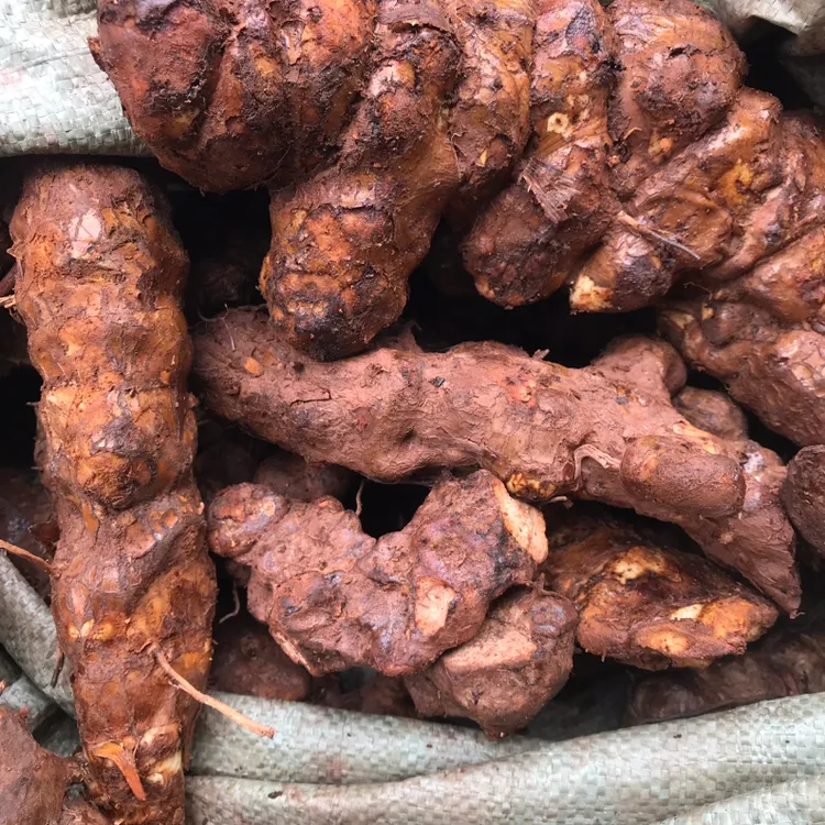 [新鲜土货茯苓]野生精选新鲜粉质茯苓营养鲜美广东靓汤煮水必备