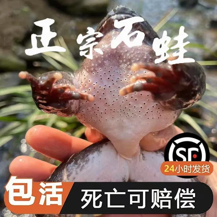 福建深山鲜活泉养大山石蛙石鳞石冻一斤4只 孩子学走路补品