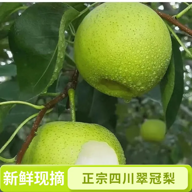 【顺丰包邮】正宗四川翠冠梨脆甜多汁新鲜当季水果现摘现发