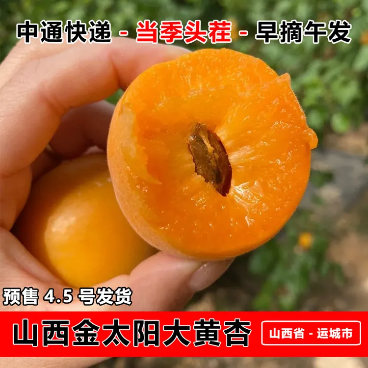 【甄选自营】山西大黄杏新鲜水果现摘应当季孕妇水果金太阳杏