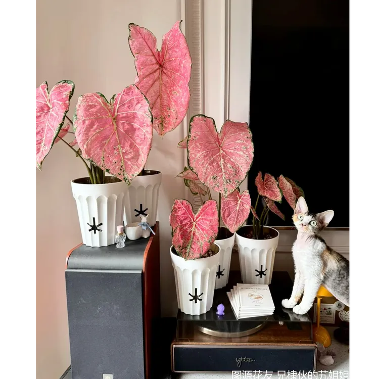 虹越 | 彩叶芋盆栽“芭蕾舞鞋 ”耐热清凉观赏室内植物养护简单专场