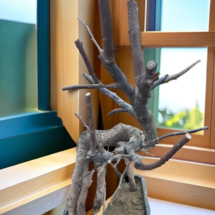 梅花盆景红须朱砂海棠依旧长寿冠绿宝石造型海棠