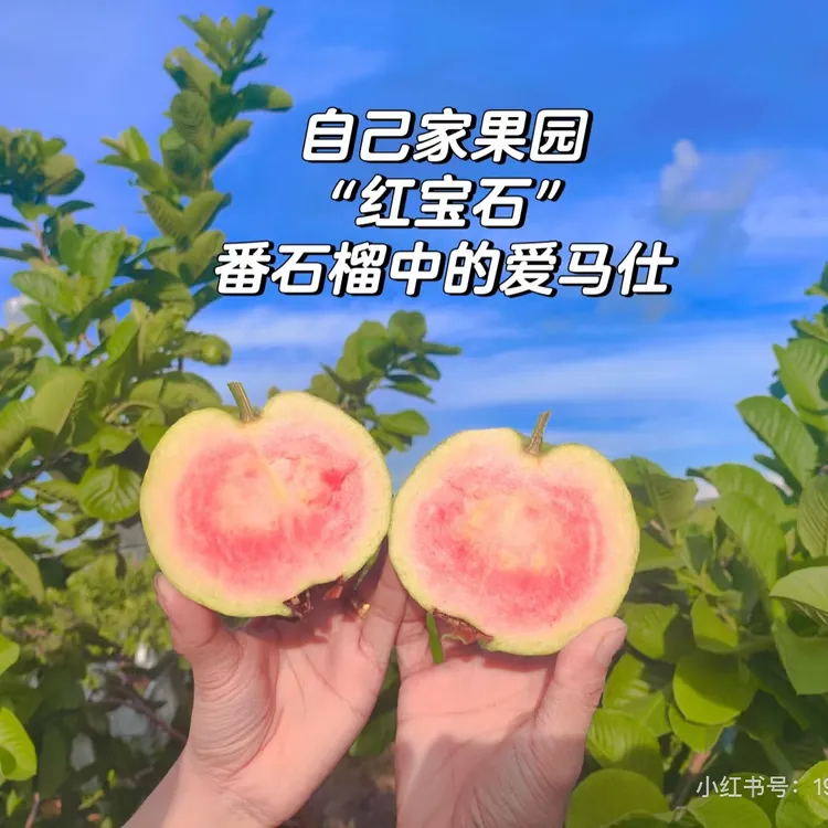 红宝石番石榴红心珍珠芭乐树苗四季少籽果苗庭院盆栽地栽当年结果