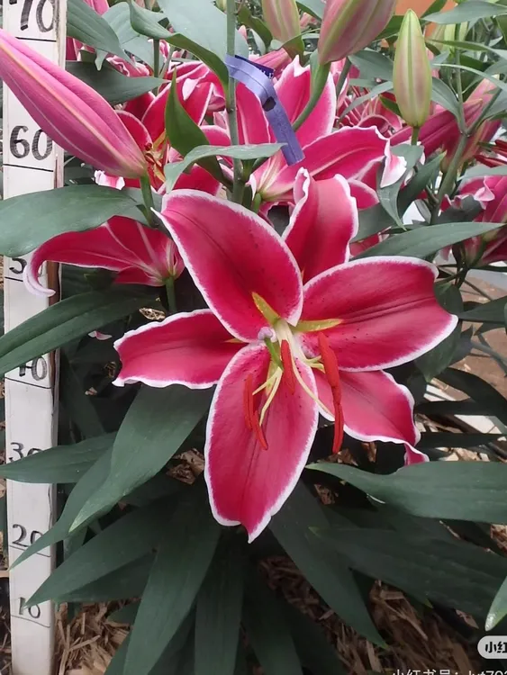 Vangelis香水百合12/14规格进口百合3个种球发货كۈچلۇك پۇراقلىق