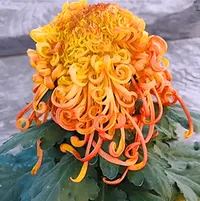 【 雁峰万里】大花富贵菊花盆栽九月菊 开花漂亮耐寒