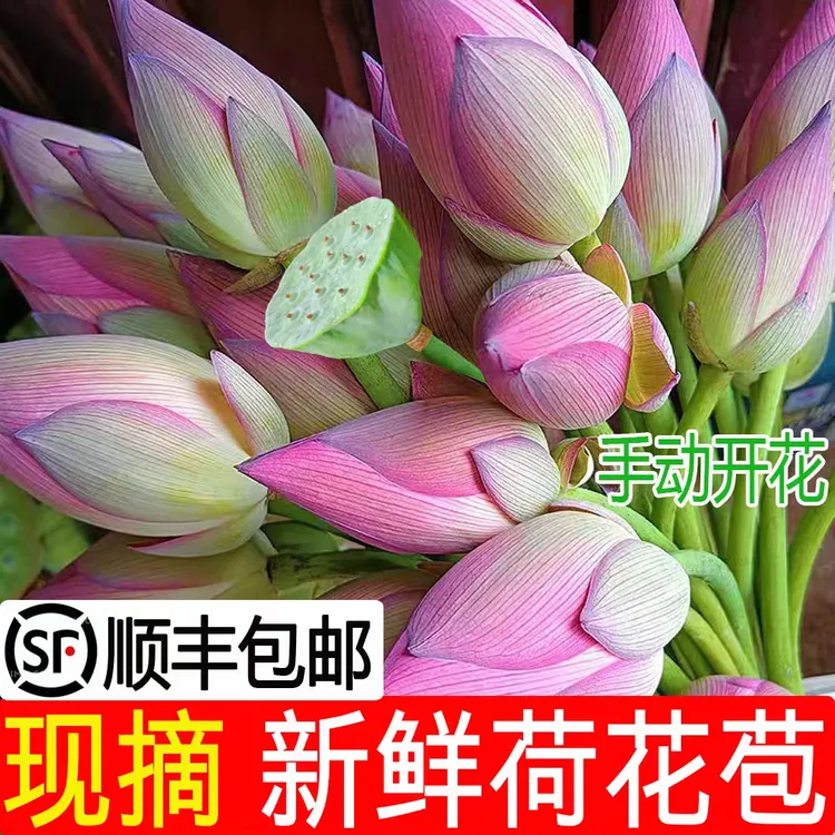 新鲜荷花新鲜莲蓬花束荷叶禅意荷花中式真花客厅装饰家居摆设莲花