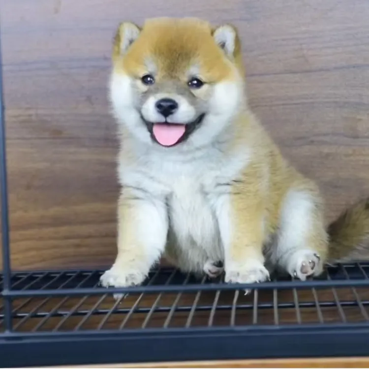 他家柴犬真可爱，萌化你的心，全款链接