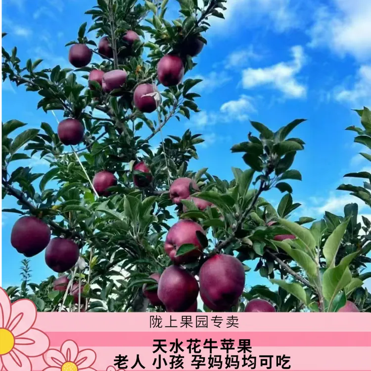 甘肃天水花牛苹果当季水果现摘现发脆粉两吃新鲜包邮