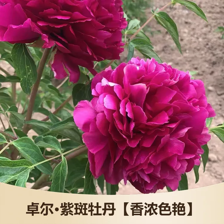 【香浓色艳】观赏紫斑牡丹花精品嫁接苗抗旱耐寒、先发花肥秋季发苗