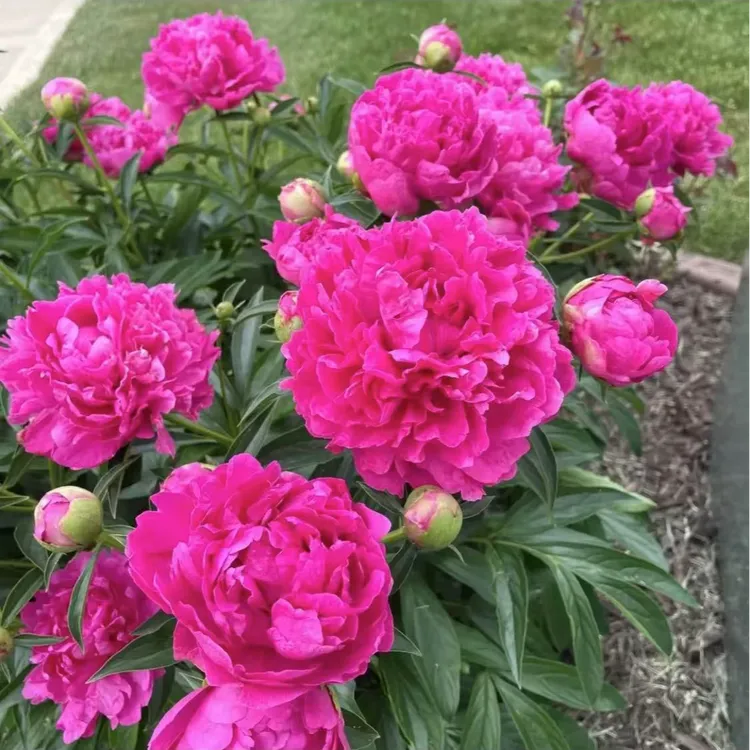 芍药根重瓣种根芍药花苗绿植花卉盆栽浓香芍药庭錨性阳台种植