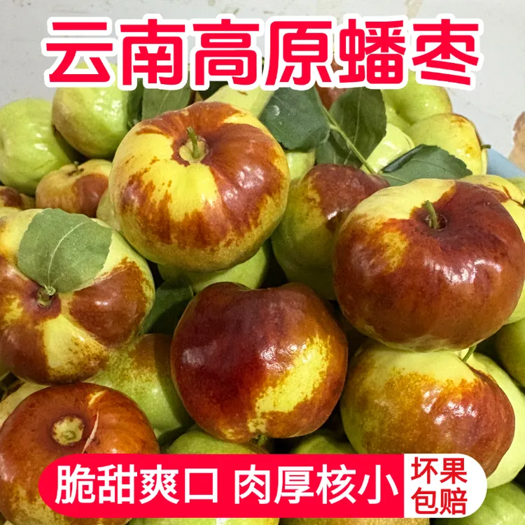 【应季现摘】正宗云南高原大蟠枣新鲜现摘应季大枣青枣红枣孕妇水果