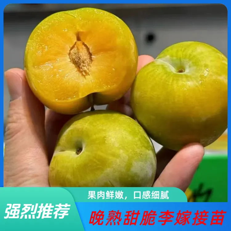 晚熟李，8-9月成熟 李子树苗，中秋甜脆李，清泉，晚熟甜脆李，高产，