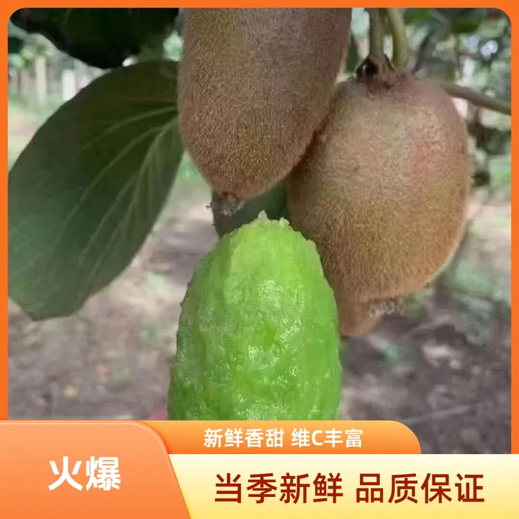 婷妞陕西绿心猕猴桃当季新鲜水果香甜多汁维C丰富
