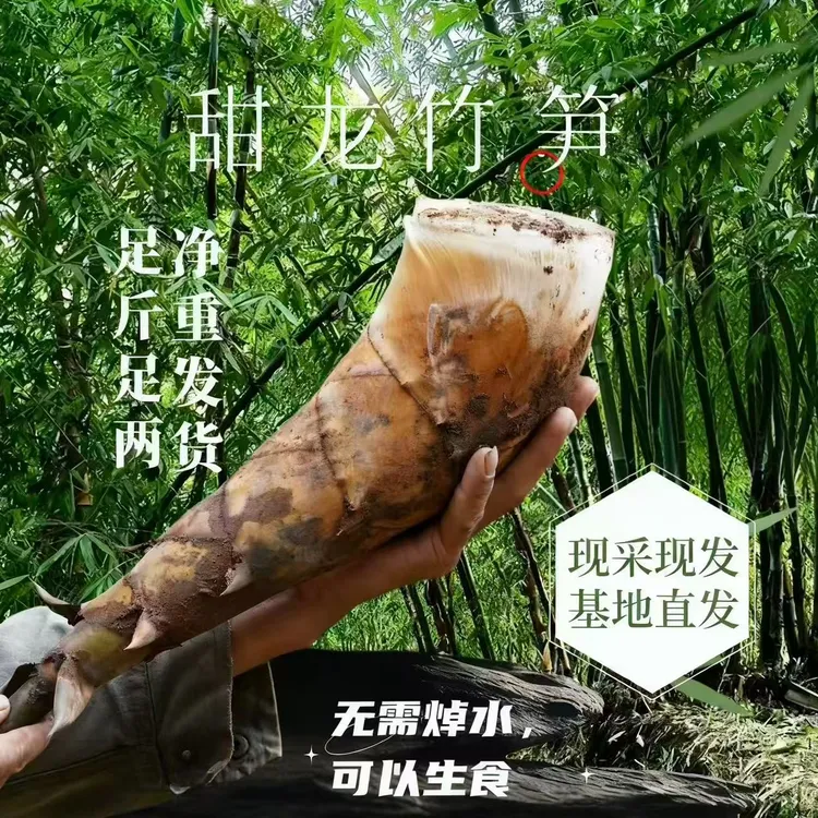 【顺丰冷链】云南普洱新鲜带壳甜笋甜龙竹笋水果刺身笋整箱