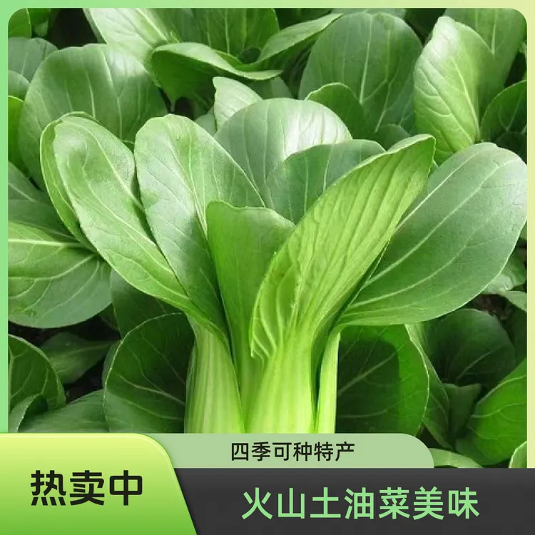 山东火山特产四季种植上海青油菜农八鲜现摘现发新鲜嫩多汁蔬菜