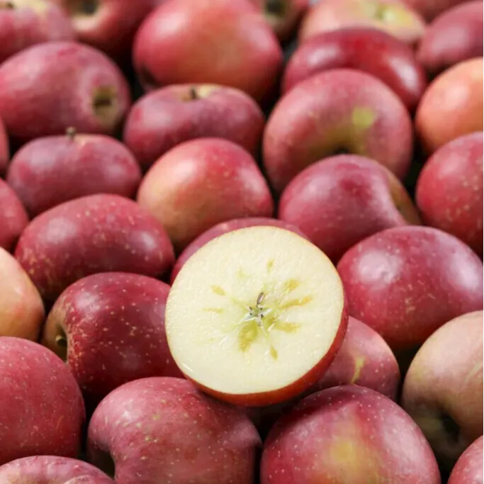 云南昭通冰糖心精品丑苹果新鲜现摘现发脆甜多汁