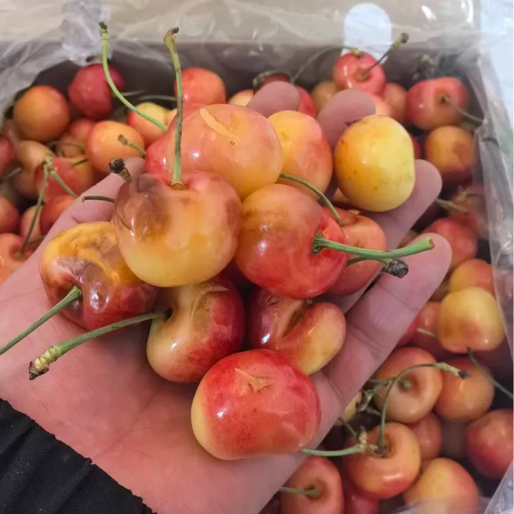 顺丰空运特瑕疵磕碰挤压磨痕软果3J车厘子内附果径卡4斤