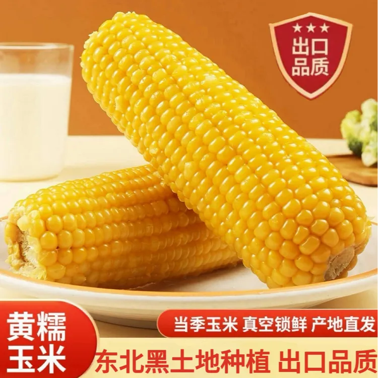 【恋糯】东北黄甜糯玉米软糯香甜黏玉米新鲜玉米棒低脂代餐早餐10根