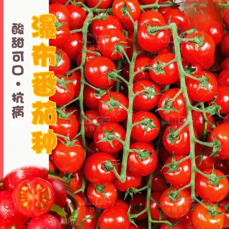下单就发3包】串收番茄种子超甜瀑布番茄圣女果小红柿种四季蔬菜籽