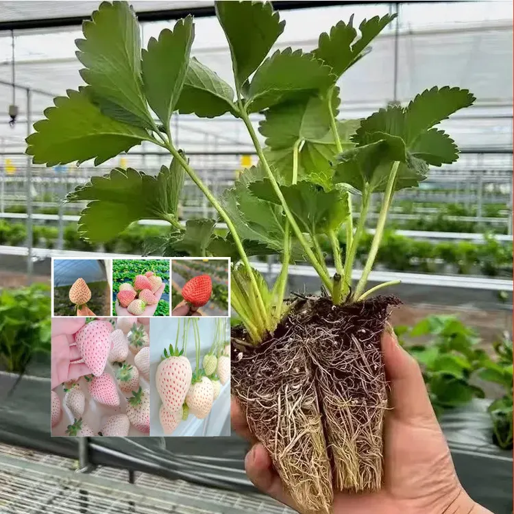 【6颗包邮]四季草莓梦清香特大黑草莓合适南北方阳台盆栽地栽