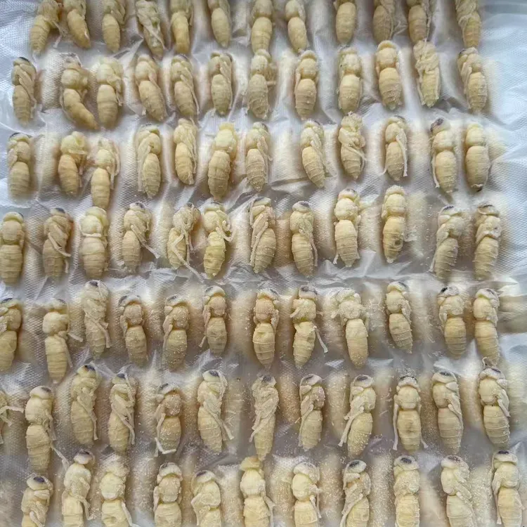 金环虎头蜂精品新鲜冰冻二级货