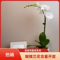 悠花里蝴蝶兰【白鹿】带花带花苞开花珠发货