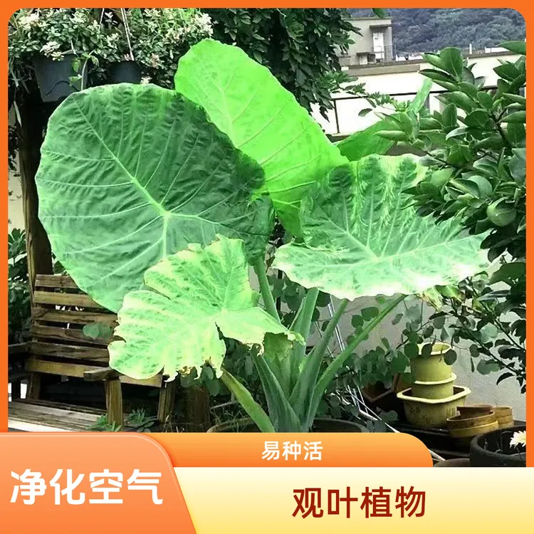 小院网红植物巨型大叶象耳芋品种野海芋老桩庭院热带雨林造景绿植