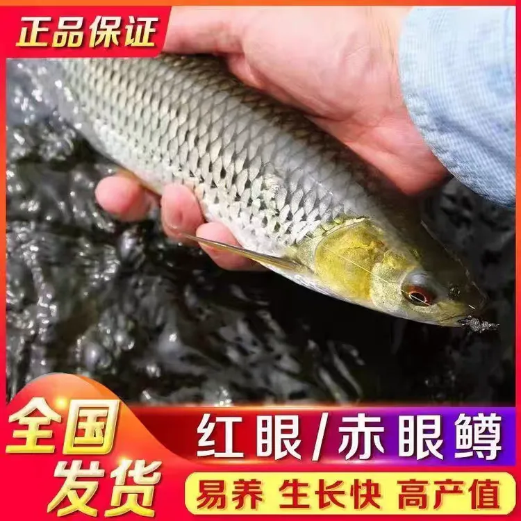 红眼鱼赤目鳟赤眼鳟鱼活体淡水养殖