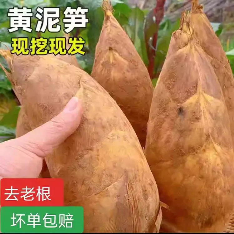 江西新鲜冬笋新鲜现挖现发嫩冬笋当季新货美味黄泥冬笋