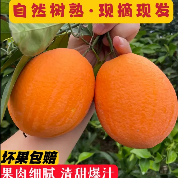 新鲜现摘奉节脐橙应季水果脆甜化渣孕妇维C水果重庆自家种植直发