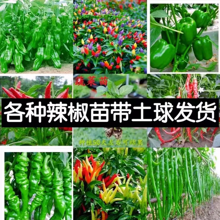 辣椒苗高产蔬菜苗薄皮椒苗长线椒苗螺丝椒苗朝天椒苗牛角椒苗四季