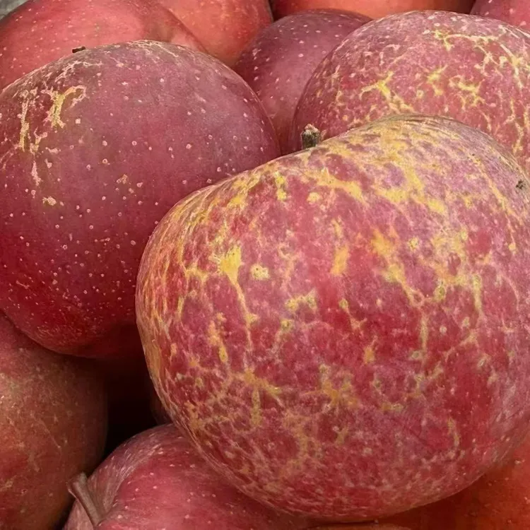 无品牌昭通市昭阳区洒渔镇白鹤村晚熟富士