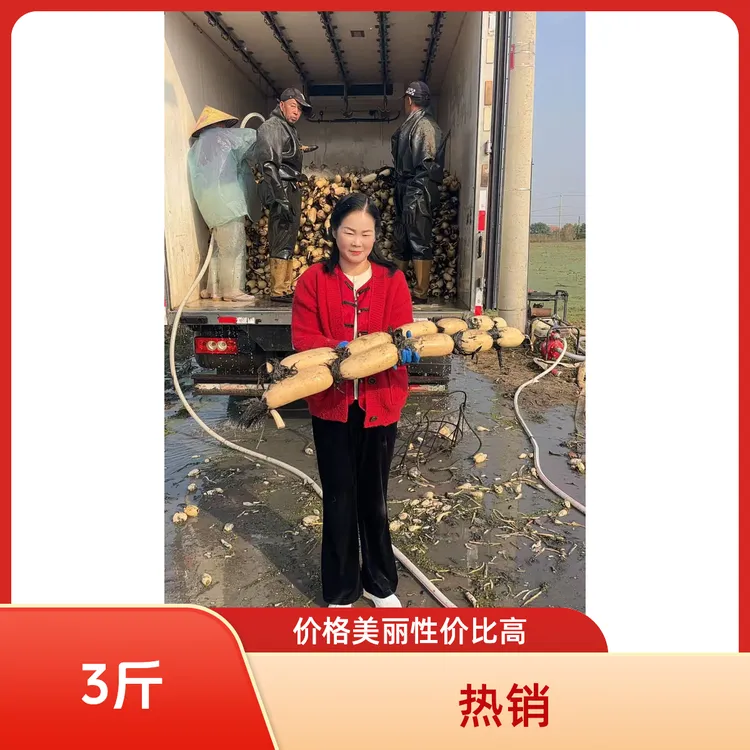 莲藕现挖粉藕宝应新鲜莲藕现拍现挖粉藕小莲藕农家直发