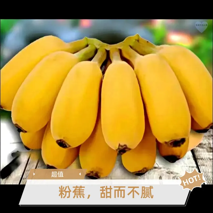 纯正苹果蕉新鲜当季应季水果果肉紧实薄皮现摘青果发货口感软糯香