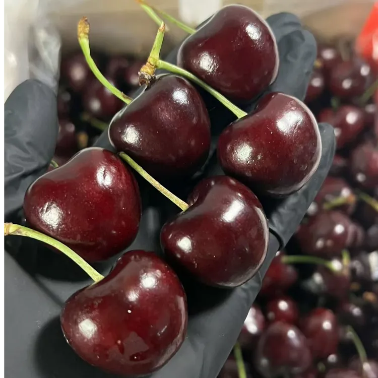 升级黑车空运智利桑提娜车厘子1-4J内附果径卡顺丰/京东